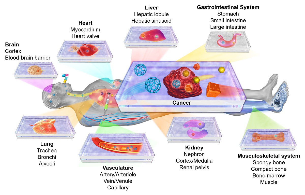 Personalizing Medicine with the Organ-on-a-Chip Technology
