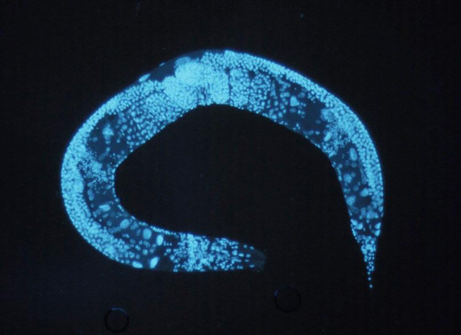 C. elegans blue
