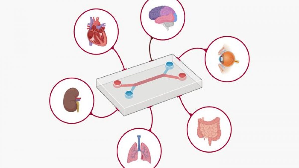 Organ-on-a-Chip: microfluidic technology that can revolutionize the  pharmaceutical industry