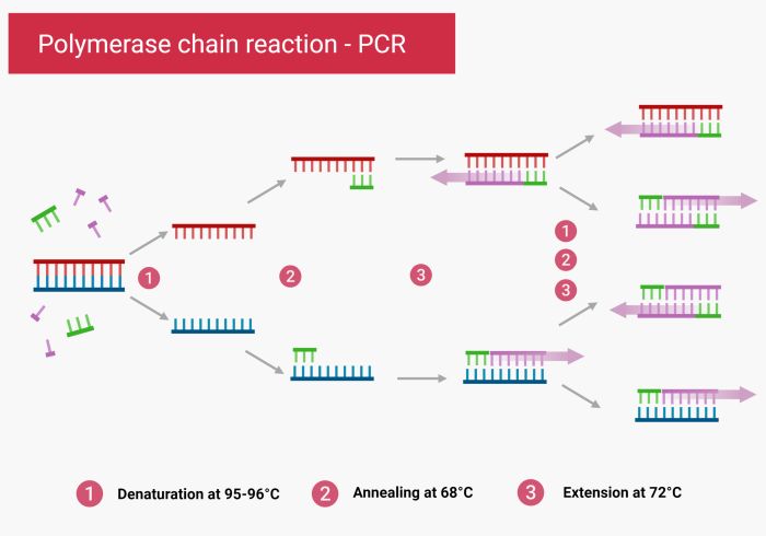 PCR schematic diagram