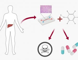 microfluidic drug toxicity screening schematic