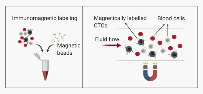 Immunomagnetic labeling