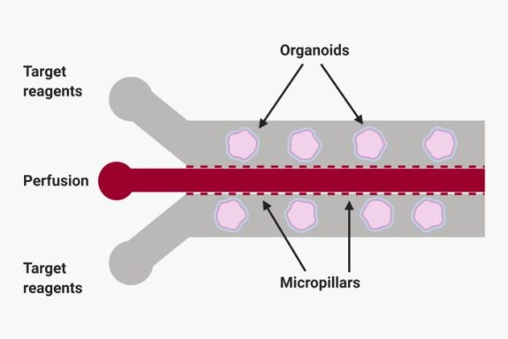 microfluidic chip for organoid synthesis