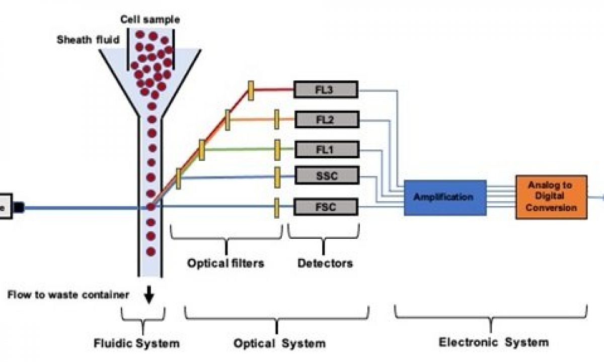 Flow cytometry : basic principles  What the use of flow cytometry