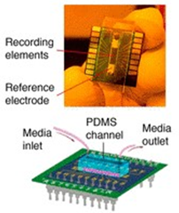 Heart on a chip with integrated sensors