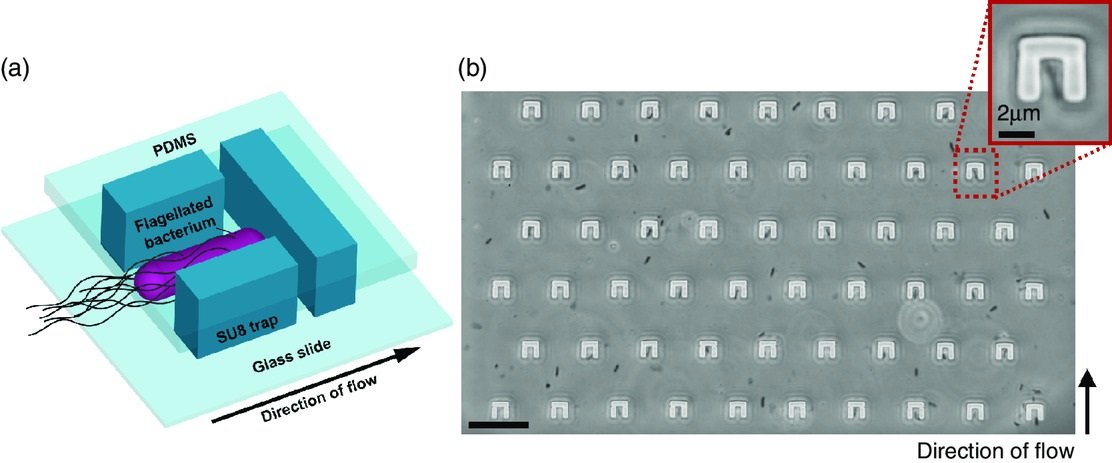 Microfluidic measurement of minimum inhibitory concentration