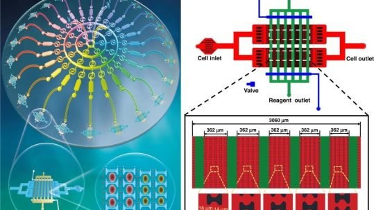 Microfluidic multiconcentration gradient generator