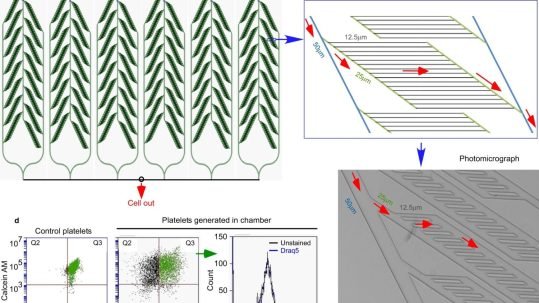Microfluidic technology enables regeneration of platelets