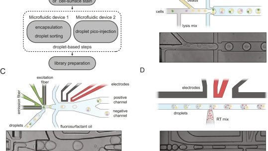integrated droplet microfluidic platform to maximise single-cell sequencing information content