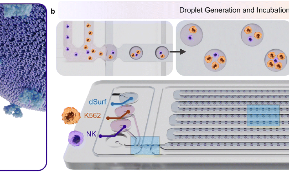 Droplet Microfluidic Profiling of NK Cell Cytotoxicity with
