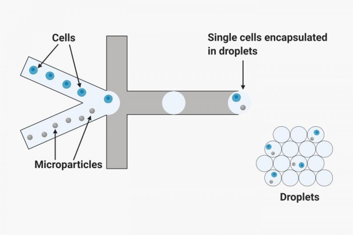 Single cell sequencing. Микрофлюидика. single cell. микрофлюидика схема. микрофлюидика в мун.