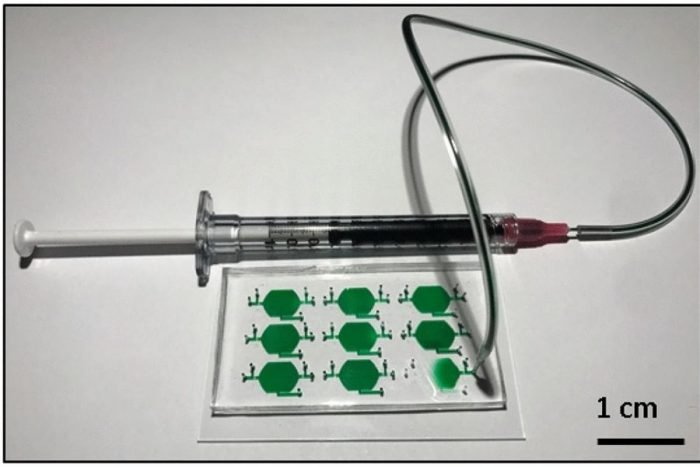 Microfluidic platform for long term culture and study of C. Elegans