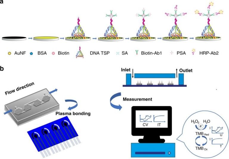 Microfluidic electrochemical sensor for prostate cancer detection