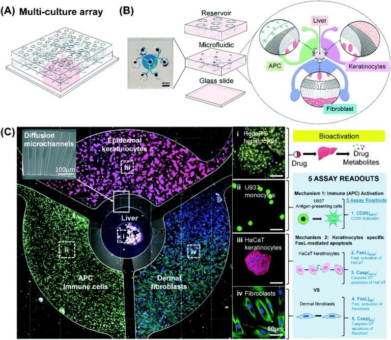 Machine learning-aided microfluidic platform for drug screening