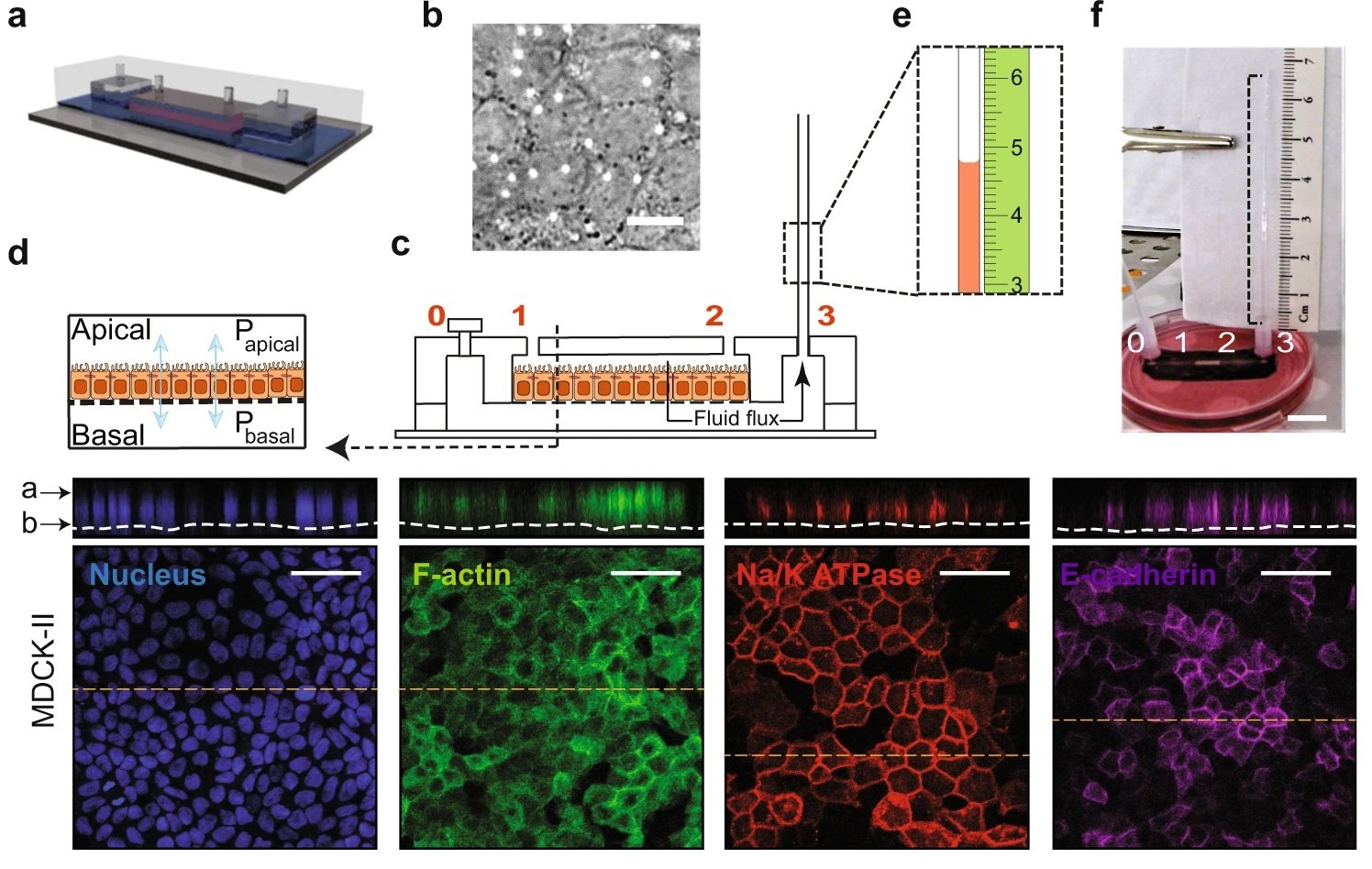 Active mechanobiological fluid pumping via kidney cells