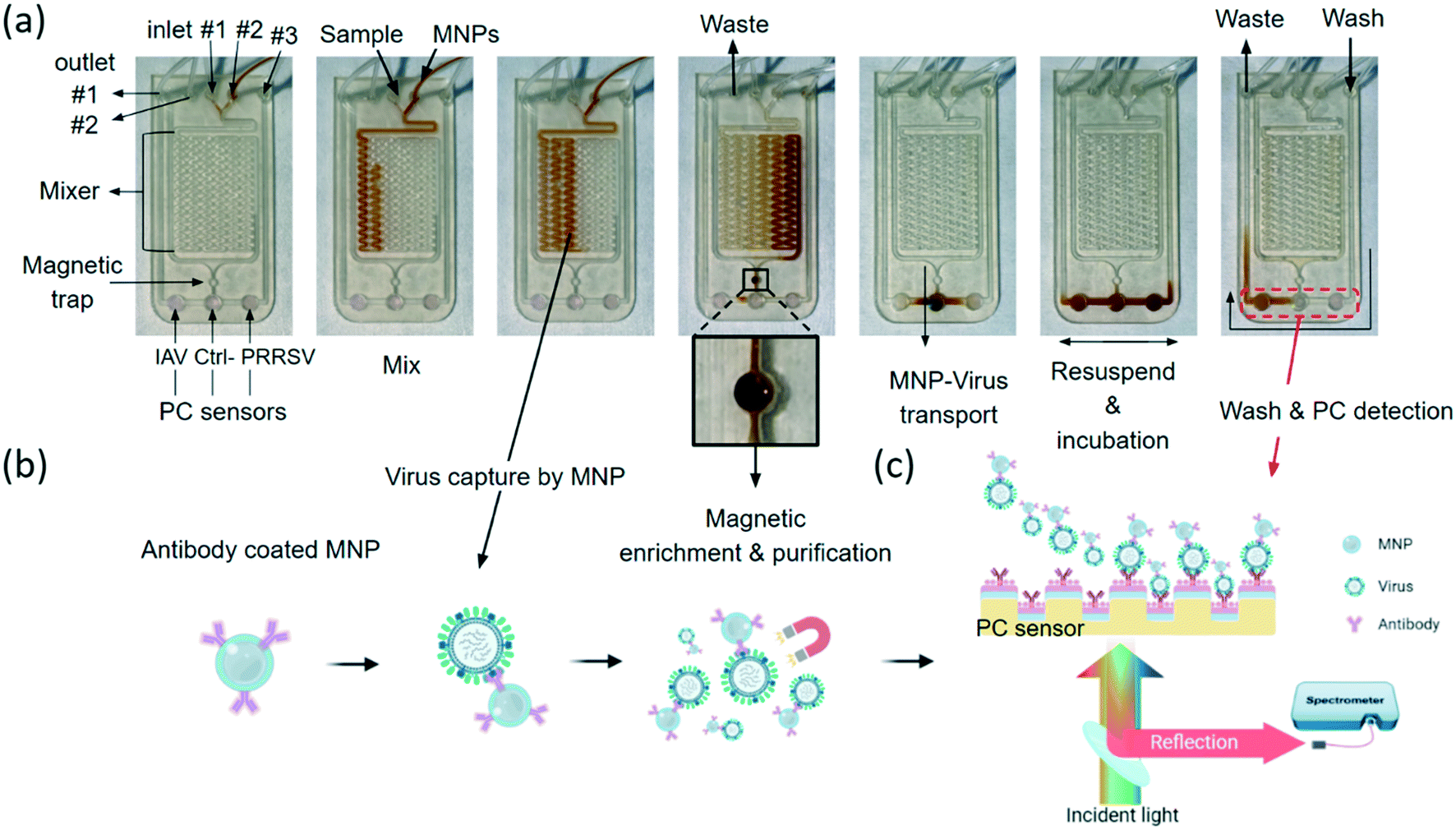 Microfluidic biosensor for on-chip assay of viruses of livestock