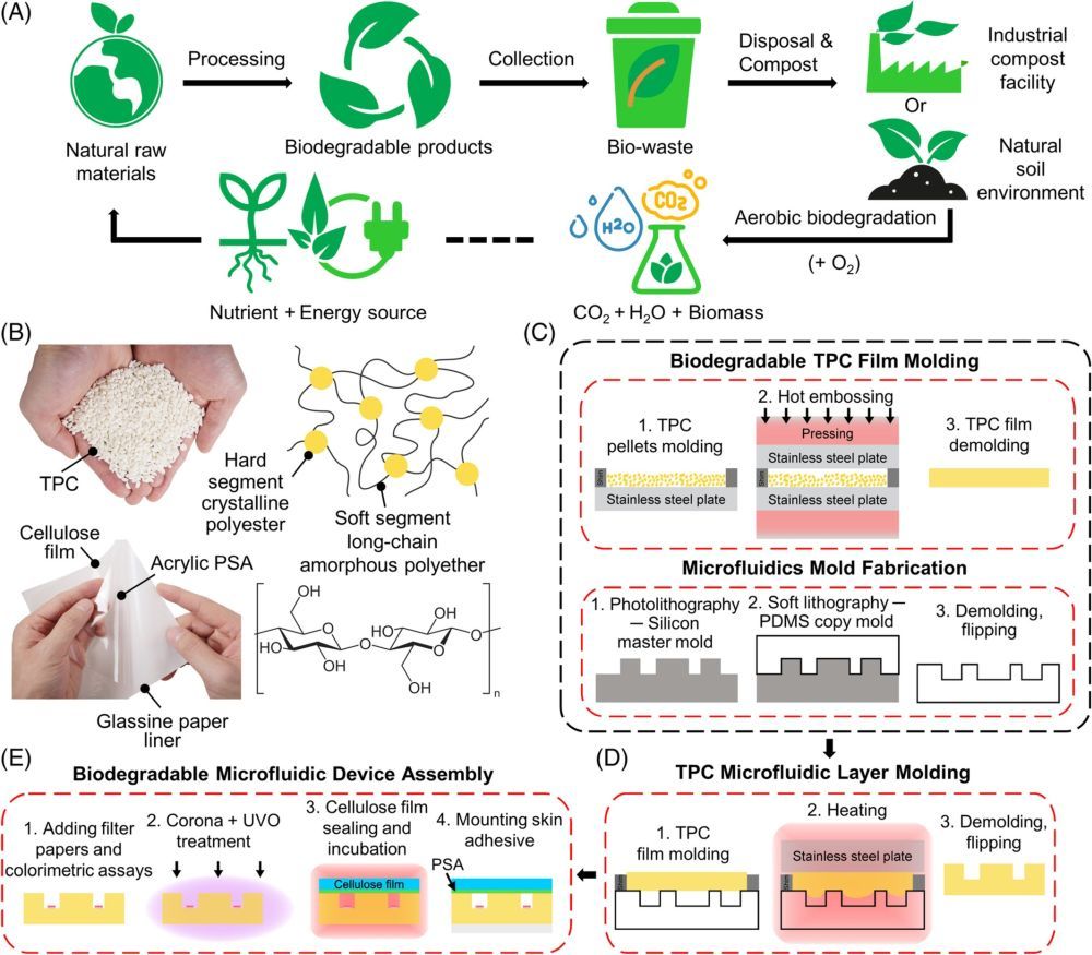 Wearable chip detects sweat rate, sweat loss, and sweat biomarkers