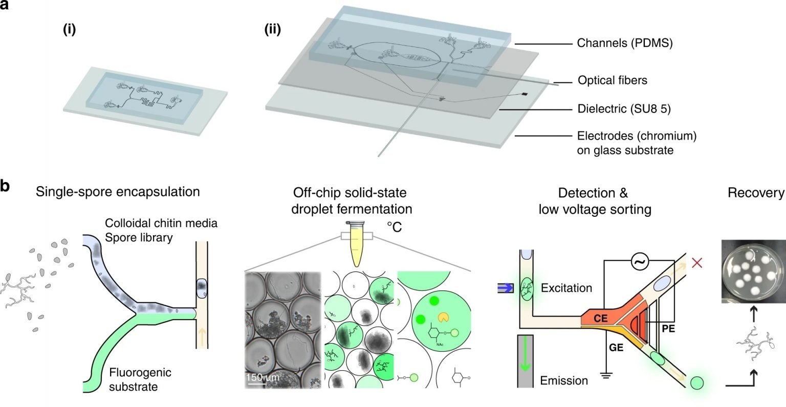 Enzymatic screening of filamentous fungi using droplet microfluidics