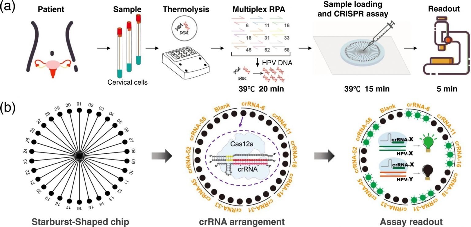 Microfluidics for CRISPRbased multiplexed detection of nucleic acids