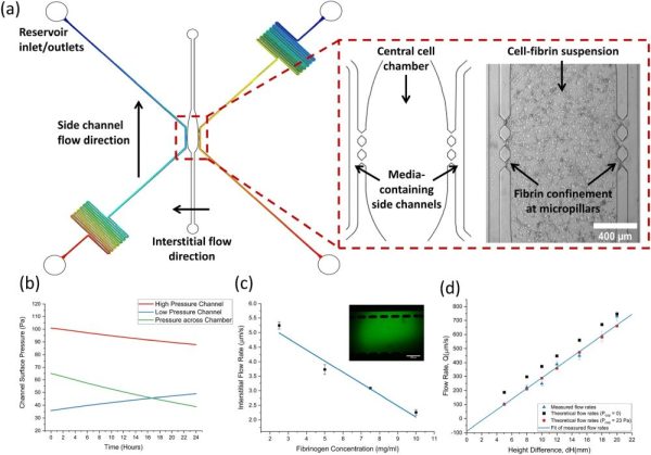 Microfluidic vasculature for studying tumor-associated properties