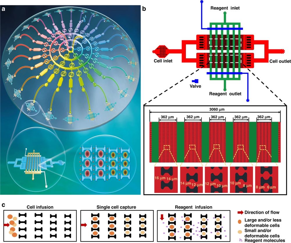 Microfluidic Device Offers New Way to Screen at Single-Cell Level