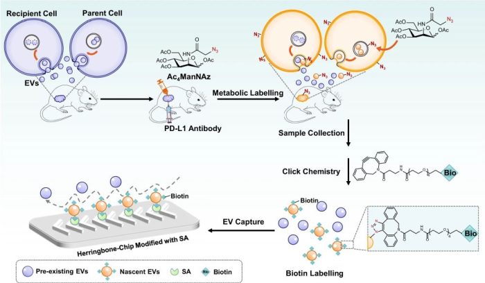 Unlocking Extracellular Vesicles Dynamics with Microfluidics