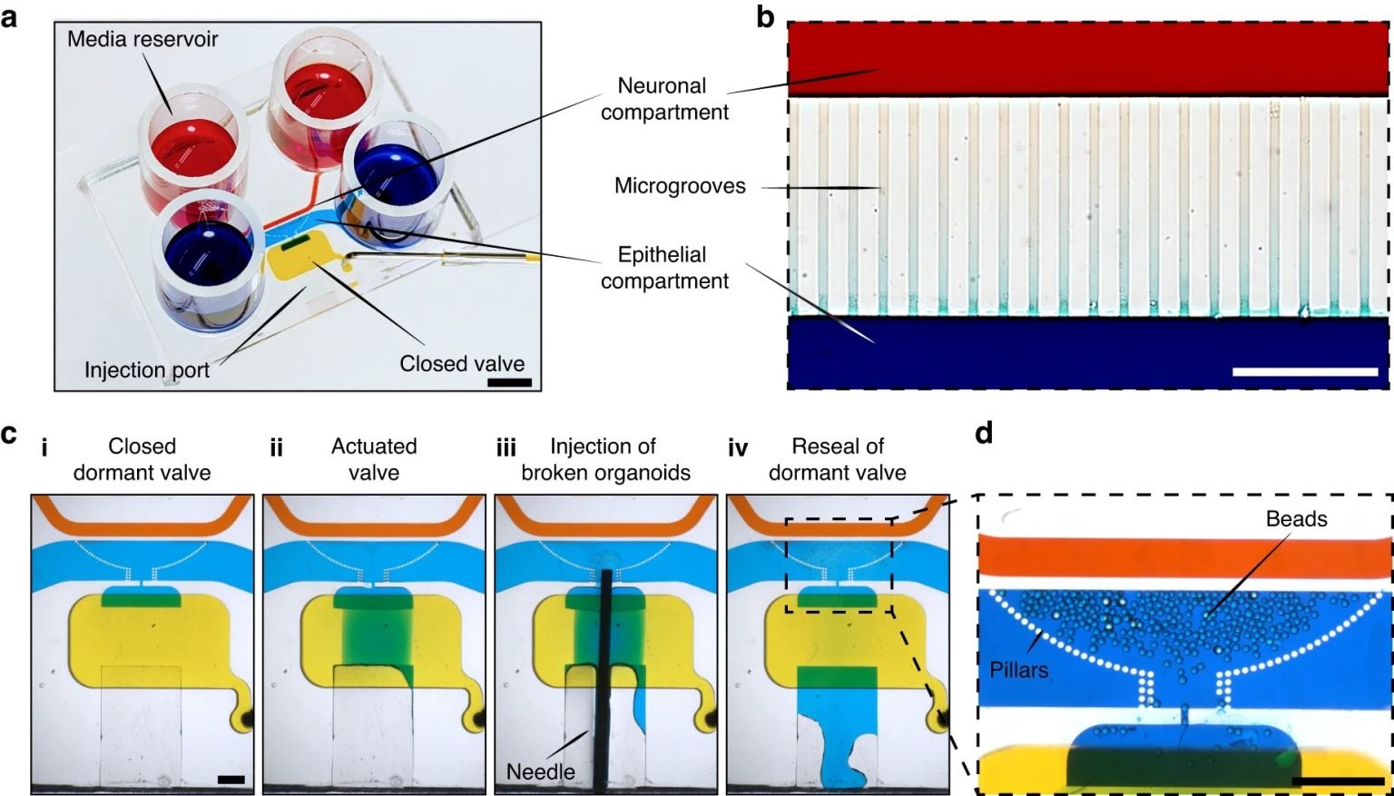 Exploring Gut-Brain Interactions with a Microfluidic Device