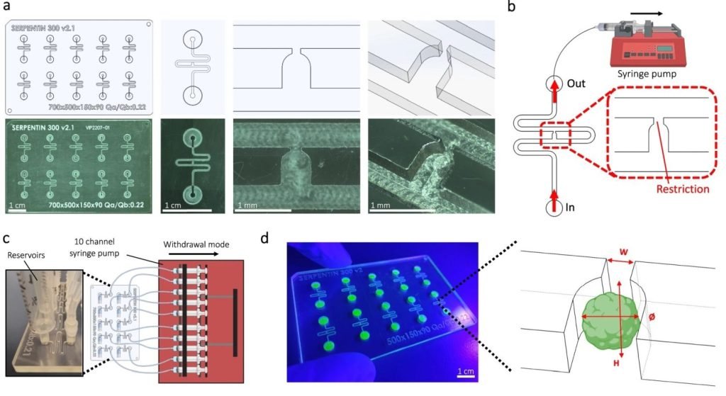 Integrating Functional Vascularized Organoids-on-Chip