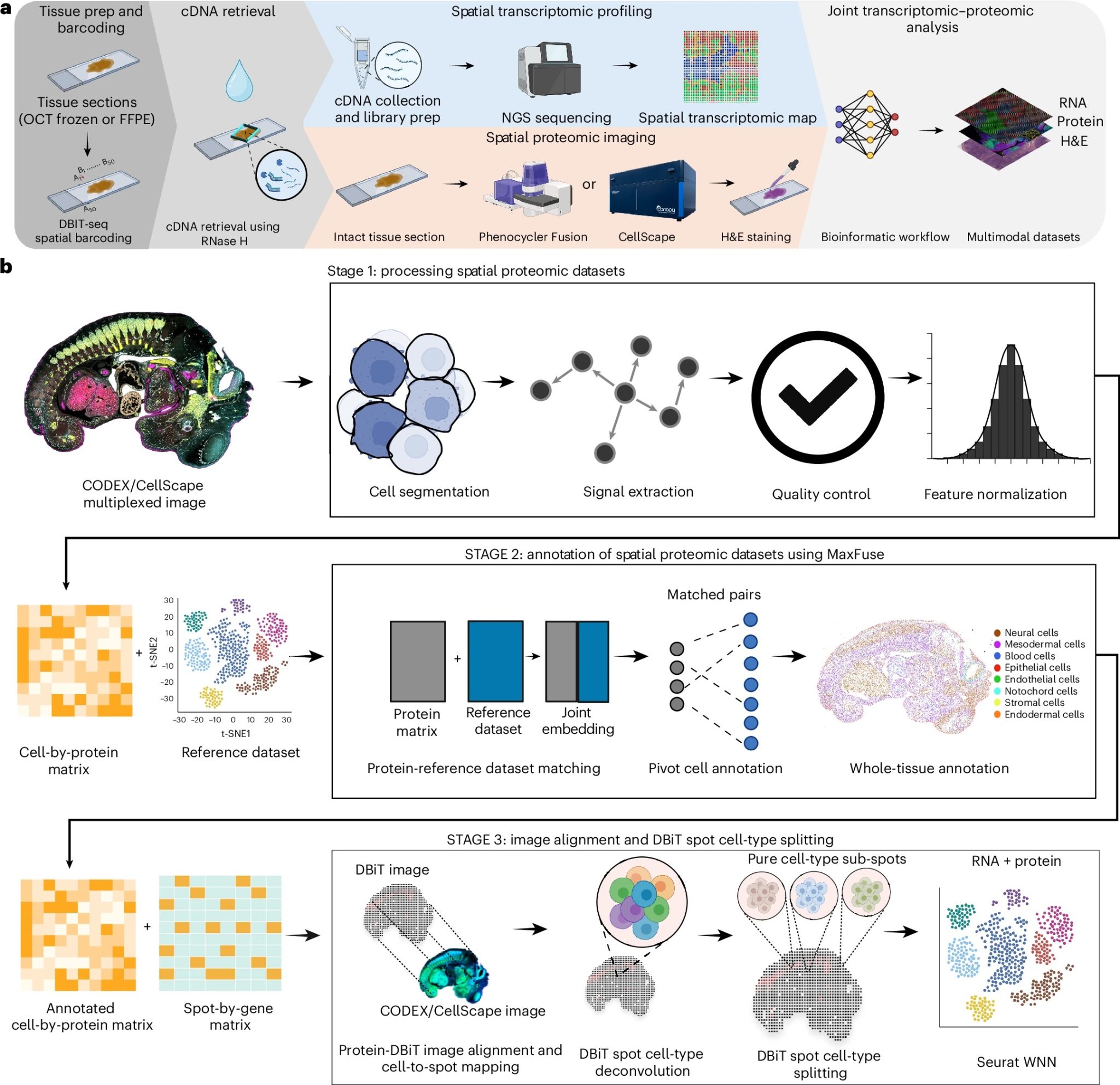 Spatial Barcoding Microfluidics for Integrated Spatial Transcriptomics and Protein Imaging