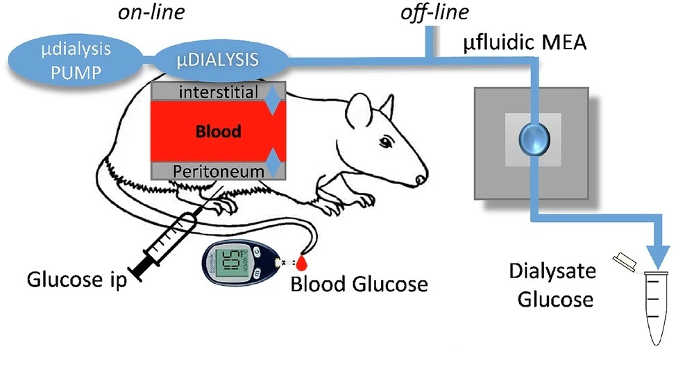 A Micro-Organ Based Microfluidic Biosensor for Continuous Glucose ...
