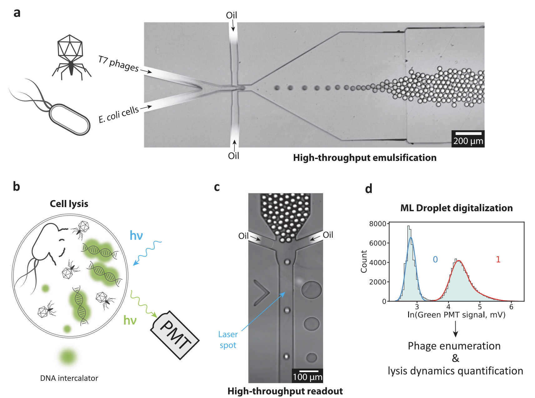 Droplet Microfluidics for Quantifying Phage-Host Dynamics