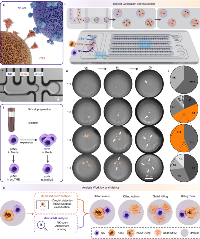 Droplet Microfluidic Profiling of NK Cell Cytotoxicity with Machine ...
