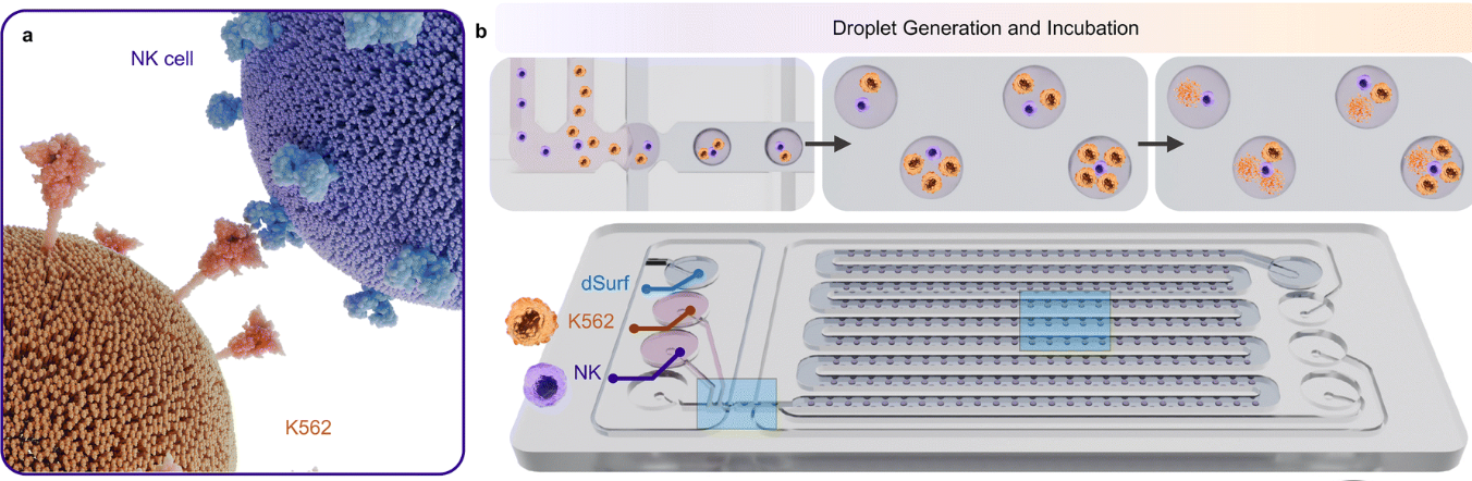 Droplet Microfluidic Profiling of NK Cell Cytotoxicity with Machine ...